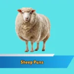 Sheep Puns